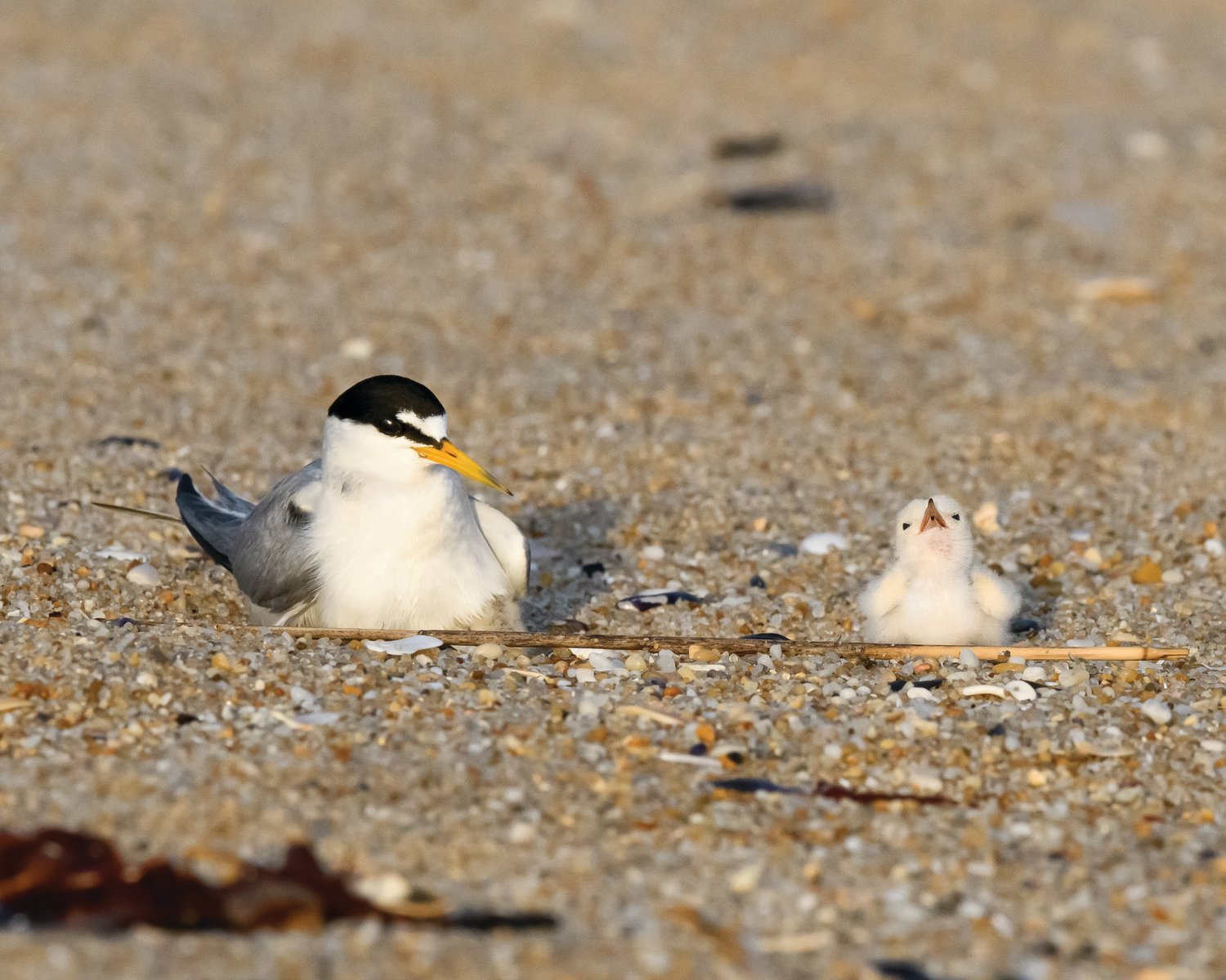 Least Tern with chick.